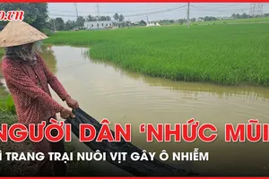 Người dân 'gồng mình' chịu đựng trang trại nuôi vịt gây ô nhiễm, chây ì di dời