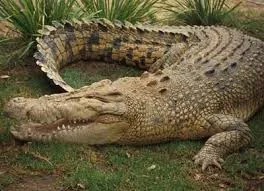 Đồng Nai: Vẫn chưa bắt được cá sấu sổng chuồng trốn ra sát hồ Trị An