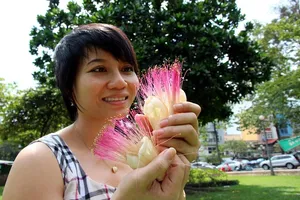 Ngắm hoa bàng quả vuông Trường Sa giữa Sài Gòn 