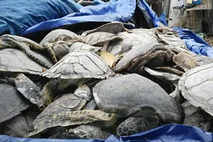 Phát hiện thêm một kho xác rùa biển trong trại nuôi heo