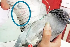 Tiếp tục tranh cãi chim bồ câu lạ là chim gì?