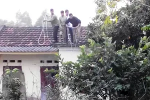 Vây bắt trâu "điên”, 1 người bị húc gãy cả 2 chân