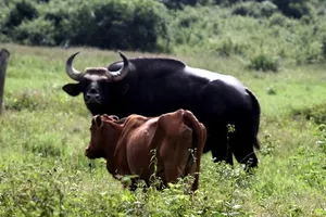 Bò tót đực “si tình”, bỏ đàn sống với bò nhà đã chết