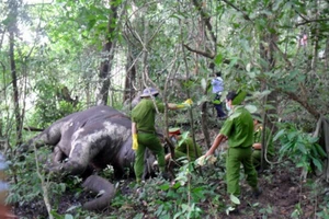 Voi Bản Đôn 40 tuổi chết khi đang phục vụ du lịch 