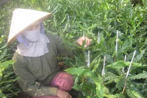 Trắng tay vì trồng phải giống mắc ca ‘đểu’