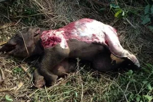 Phát hiện voi rừng chết bị lột da, cắt đế chân