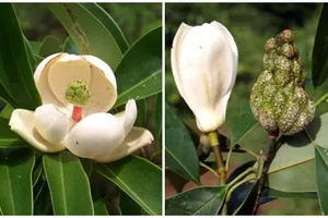 Tên gọi cây vàng tâm trồng ở Hà Nội đã bị 'đánh tráo' như thế nào?