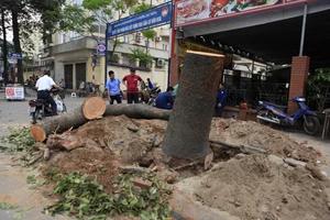 Thủ tướng Chính phủ yêu cầu Hà Nội xử lý nghiêm sai phạm vụ chặt cây xanh 