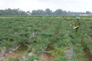 Bị phá hơn 100 cây ớt, một nông dân mất trắng 10 triệu đồng