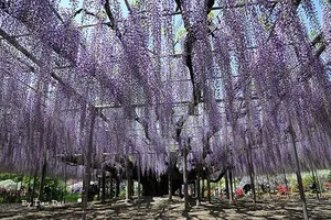 Ngắm 'Á hậu hoa” ngàn năm tuổi ở xứ Phù Tang 