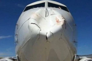 Máy bay bị chim đâm ... móp mũi