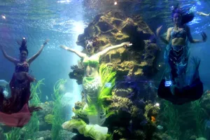 Chuyện thật về “ba nàng tiên cá”