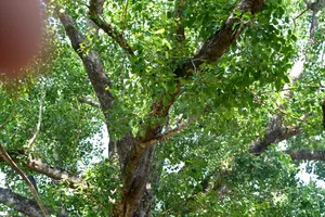 Cây Bồ Đề 132 năm tuổi tại Tây Nguyên được gắn biển cây di sản