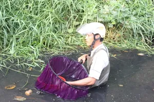Mưu sinh bằng nghề vớt lăng quăng giữa dòng kênh “chết”