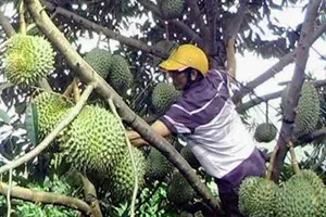 Ồ ạt mua sầu riêng non xuất sang Trung Quốc