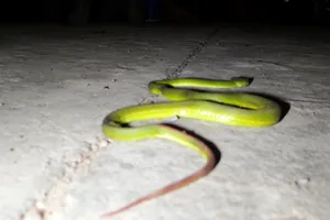 Rắn lục đuôi đỏ xuất hiện nhiều ven sông Sài Gòn