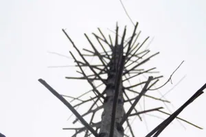 Hàng cây mỡ trên đường Nguyễn Chí Thanh - Hà Nội chết khô 