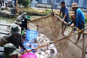 Ngân hàng muốn chung một “nhà” với nông dân