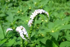  Ngộ độc do uống nước vòi voi có độc tố cao 