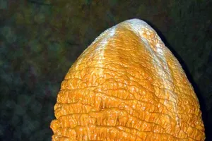 Bí ẩn những hình thù kỳ bí trong hang Phong Nha