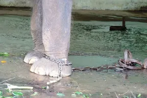 Tháo xích cho Voi ở vườn thú Hà Nội