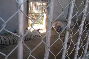 Hổ nuôi vồ đứt cánh tay một thiếu nữ