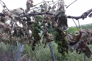 Vườn nho hơn 1000 gốc bị ‘tàn sát’ chỉ trong một đêm