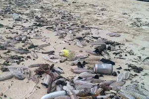 Hàng ngàn con hải sâm dạt vào bờ biển Phú Quốc