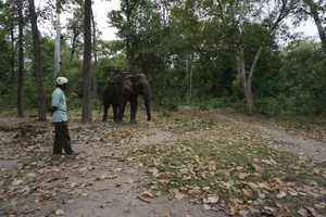 Giám đốc Vườn Yok Don than khó quản lý rừng