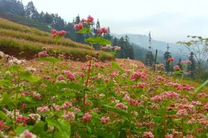 Đến Bắc Hà ngắm tam giác mạch nở muộn
