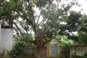 Ngắm 'cây vải tổ' được xác lập Kỷ lục Việt Nam 