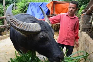 Tuyển chọn và huấn luyện trâu chọi như thế nào?