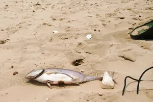 Cá biển tiếp tục chết, ngư dân Quảng Bình điêu đứng