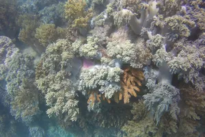 Ngỡ ngàng ngắm rạn san hô tuyệt đẹp ở đảo Hòn Mun 