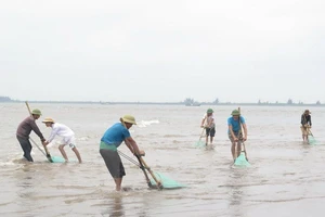 Xử lý nghiêm việc đưa tin bịa đặt về hải sản chết ở Cồn Vành