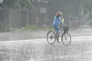 Kiếm ăn trong mưa... 