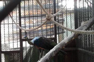 Thảo cầm viên Sài Gòn chờ người nhận lại chim công quý 