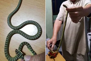 Phát hoảng vì rắn bò vào phòng ngủ ở TP.HCM 