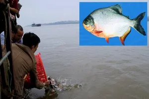 Cá chim trắng phóng sinh là con cá gì? 