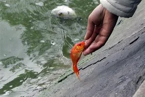 Phóng sinh như thế khác nào sát sinh?