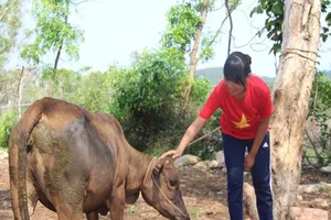 Em Sơn Thị Trâm đã được tặng bò giống 