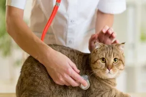 Tử vong vì bị mèo hoang cắn