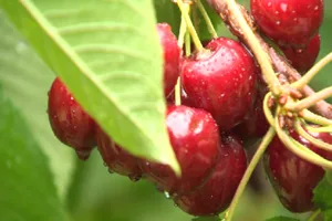 Thập tử nhất sinh sau khi ăn 3 quả cherry