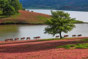 Chiêm ngưỡng mùa cỏ hồng đẹp như tranh vẽ ở Đà Lạt