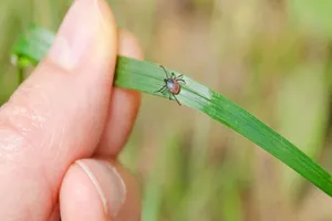 Bị viêm não tủy chỉ từ vết cắn của bọ ve