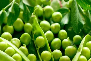 Những loại rau bổ dưỡng có khả năng chống ung thư