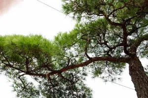 Vạn tùng Côn Sơn Kiếp Bạc giá ngàn đô đẹp cỡ nào?