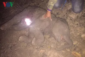 'Bà bầu' voi Ban Nang đã không thể mẹ tròn con vuông 