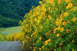 Check in Gia Lai ngắm dã quỳ nở bung vàng rực