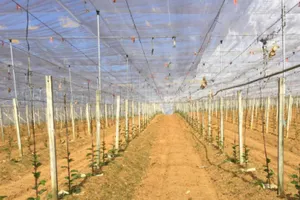 Lưới chống côn trùng 'made in Vietnam'